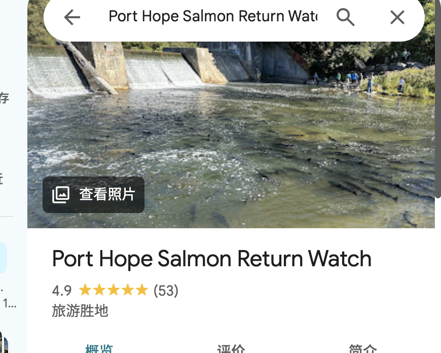 Port Hope · 三文鱼洄游